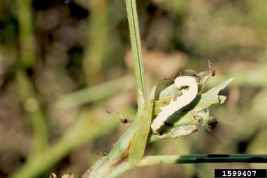 velvetbean caterpillar (Anticarsia gemmatalis ) on peanut (Arachis hypogaea ) - 1599407