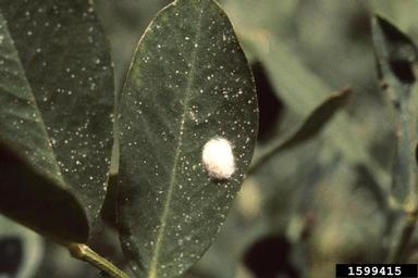fall armyworm (Spodoptera frugiperda ) on peanut (Arachis hypogaea ) - 1599415