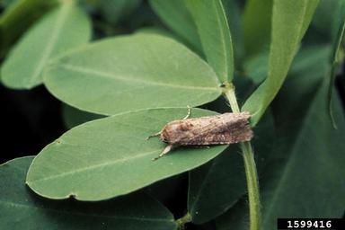 beet armyworm (Spodoptera exigua ) on peanut (Arachis hypogaea ) - 1599416