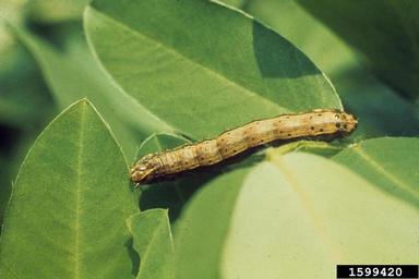 fall armyworm (Spodoptera frugiperda ) on peanut (Arachis hypogaea ) - 1599420