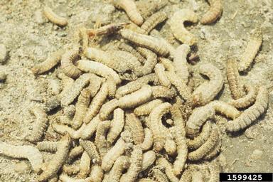 granulate cutworm (Agrotis subterranea ) on peanut (Arachis hypogaea ) - 1599425