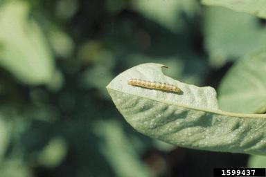 bollworm (Helicoverpa zea ) on peanut (Arachis hypogaea ) - 1599437
