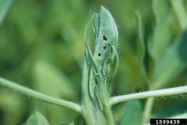 bollworm (Helicoverpa zea ) on peanut (Arachis hypogaea ) - 1599439