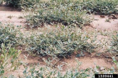 bollworm (Helicoverpa zea ) on peanut (Arachis hypogaea ) - 1599441