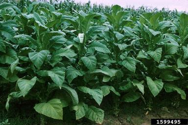 flue-cured tobacco, Nicotiana tabacum (flue-cured type) (Solanales: Solanaceae) - 1599495