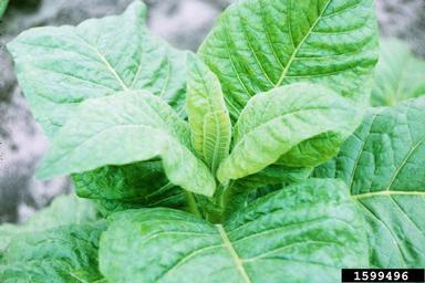 flue-cured tobacco, Nicotiana tabacum (flue-cured type) (Solanales: Solanaceae) - 1599496