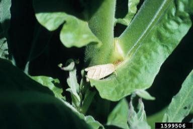 tobacco budworm (Heliothis virescens ) on flue-cured tobacco (Nicotiana tabacum (flue-cured type)) - 1599506