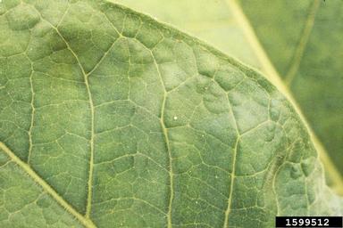 tobacco budworm (Heliothis virescens ) on flue-cured tobacco (Nicotiana tabacum (flue-cured type)) - 1599512