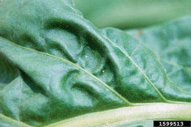 tobacco budworm (Heliothis virescens ) on flue-cured tobacco (Nicotiana tabacum (flue-cured type)) - 1599513