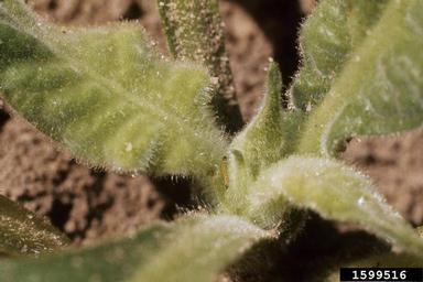 tobacco budworm (Heliothis virescens ) on flue-cured tobacco (Nicotiana tabacum (flue-cured type)) - 1599516