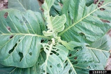 tobacco budworm (Heliothis virescens ) on flue-cured tobacco (Nicotiana tabacum (flue-cured type)) - 1599537