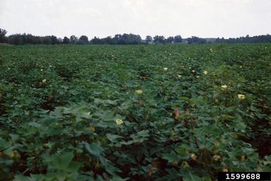 cotton, Gossypium hirsutum  (Malvales: Malvaceae) - 1599688