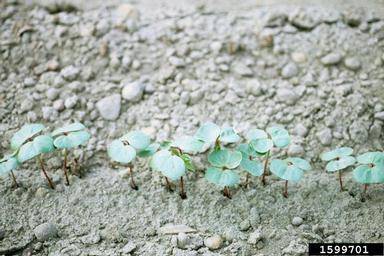 cotton, Gossypium hirsutum  (Malvales: Malvaceae) - 1599701