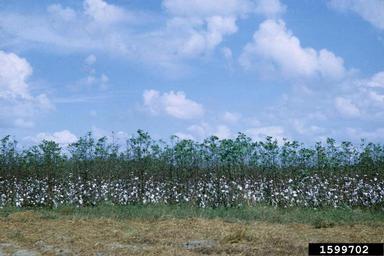 cotton, Gossypium hirsutum  (Malvales: Malvaceae) - 1599702