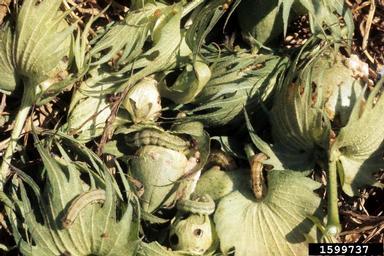 bollworm (Helicoverpa zea ) on cotton (Gossypium hirsutum ) - 1599737