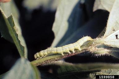 velvetbean caterpillar (Anticarsia gemmatalis ) on soybean (Glycine max ) - 1599858