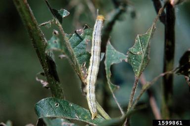 velvetbean caterpillar (Anticarsia gemmatalis ) on soybean (Glycine max ) - 1599861