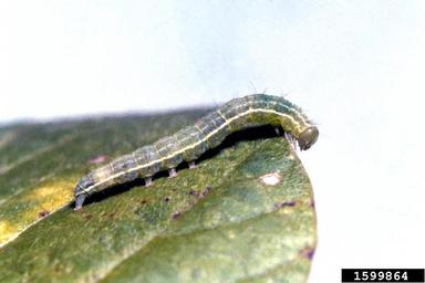velvetbean caterpillar (Anticarsia gemmatalis ) on soybean (Glycine max ) - 1599864
