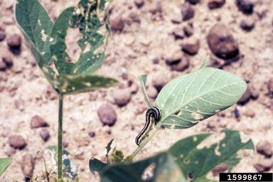 velvetbean caterpillar (Anticarsia gemmatalis ) on soybean (Glycine max ) - 1599867