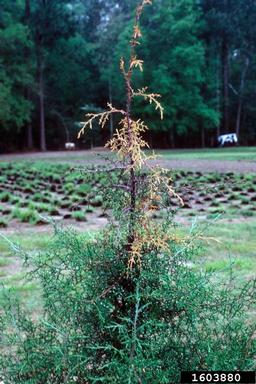 Seiridium canker of Monterey cypress (Seiridium cardinale ) on Mexican cypress/cedar of Goa (Cupressus lusitanica ) - 1603880