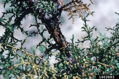 Seiridium canker of Monterey cypress (Seiridium cardinale ) on Mexican cypress/cedar of Goa (Cupressus lusitanica ) - 1603883