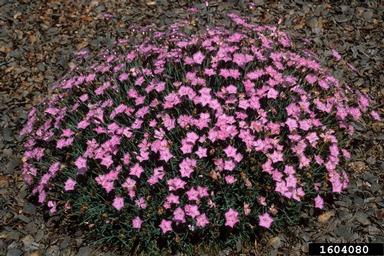cheddar pink, Dianthus gratianopolitanus  (Caryophyllales: Caryophyllaceae) - 1604080