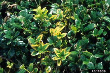 Chinese holly, Ilex cornuta  (Celastrales: Aquifoliaceae) - 1606606