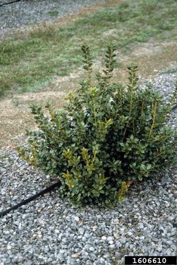 Chinese holly, Ilex cornuta  (Celastrales: Aquifoliaceae) - 1606610