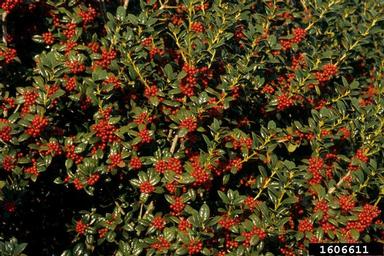 Chinese holly, Ilex cornuta  (Celastrales: Aquifoliaceae) - 1606611