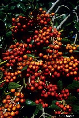 Chinese holly, Ilex cornuta  (Celastrales: Aquifoliaceae) - 1606612