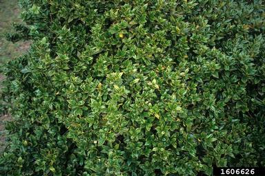 Chinese holly, Ilex cornuta  (Celastrales: Aquifoliaceae) - 1606626