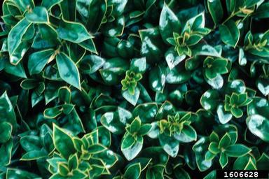 Chinese holly, Ilex cornuta  (Celastrales: Aquifoliaceae) - 1606628