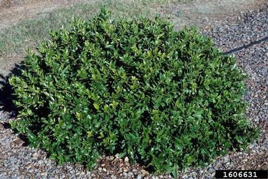 Chinese holly, Ilex cornuta  (Celastrales: Aquifoliaceae) - 1606631