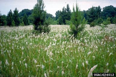 cogongrass, Imperata cylindrica  (Cyperales: Poaceae) - 1624012