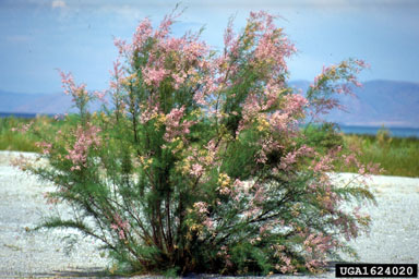 saltcedar, Tamarix ramosissima  (Violales: Tamaricaceae) - 1624020
