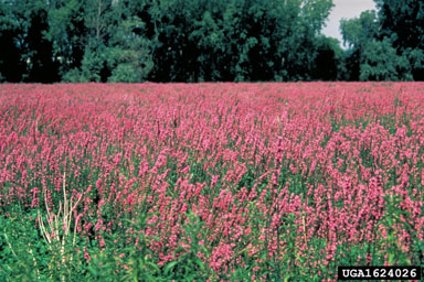 purple loosestrife, Lythrum salicaria  (Myrtales: Lythraceae) - 1624026