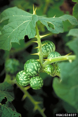 tropical soda apple, Solanum viarum  (Solanales: Solanaceae) - 1624037