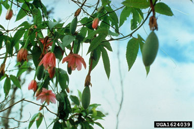 banana passionflower, Passiflora tripartita var. mollissima (Violales: Passifloraceae) - 1624039