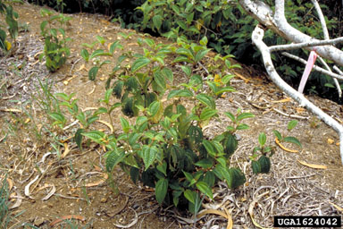 soapbush, Clidemia hirta  (Myrtales: Melastomataceae) - 1624042