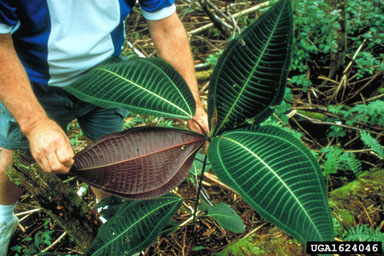 miconia, Miconia calvescens  (Myrtales: Melastomataceae) - 1624046