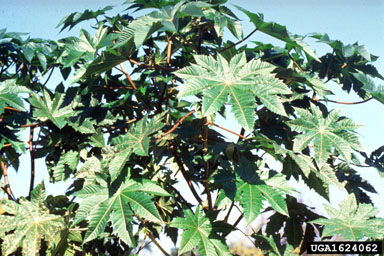 castorbean, Ricinus communis  (Euphorbiales: Euphorbiaceae) - 1624062