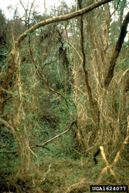 Japanese honeysuckle, Lonicera japonica  (Dipsacales: Caprifoliaceae) - 1624077