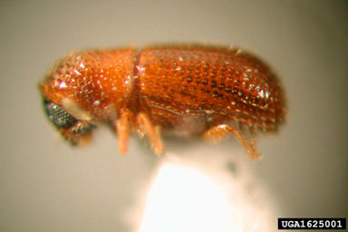 bark beetles, Scolytogenes spp.  (Coleoptera: Curculionidae) - 1625001
