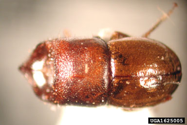 ambrosia beetle, Cnestus bimaculatus  (Coleoptera: Curculionidae) - 1625005