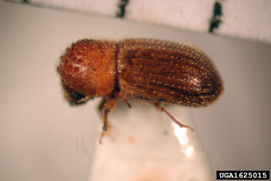 kiawe scolytid, Hypothenemus birmanus  (Coleoptera: Curculionidae) - 1625015