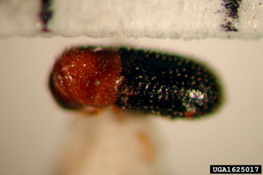 bark beetles, Hypothenemus spp.  (Coleoptera: Curculionidae) - 1625017