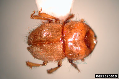 ambrosia beetle, Hadrodemius globus  (Coleoptera: Curculionidae) - 1625019