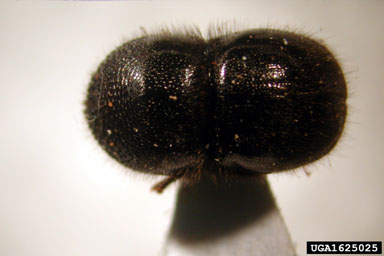 ambrosia beetle, Hadrodemius globus  (Coleoptera: Curculionidae) - 1625025