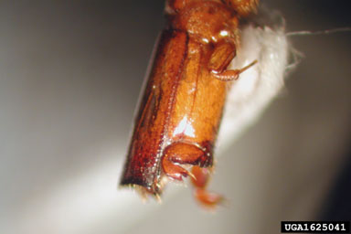 ambrosia beetle, Crossotarsus minusculus  (Coleoptera: Curculionidae) - 1625041
