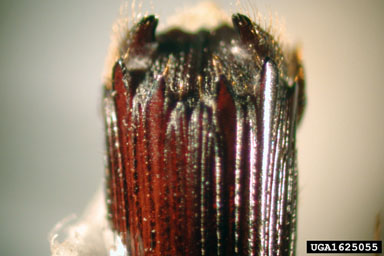 pinhole borer, Platypus imparidens  (Coleoptera: Curculionidae) - 1625055